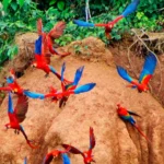 Guacamayos rojos y azul-amarillo en una collpa de Tambopata