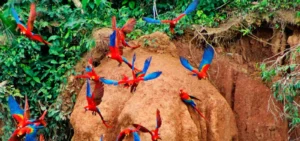 Guacamayos rojos y azul-amarillo en una collpa de Tambopata
