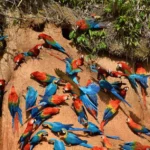 Guacamayos comiendo arcilla en la collpa, selva de Tambopata