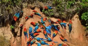 Guacamayos comiendo arcilla en la collpa, selva de Tambopata