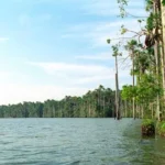 Lago Sandoval rodeado de palmeras aguaje en Tambopata