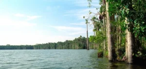 Lago Sandoval rodeado de palmeras aguaje en Tambopata