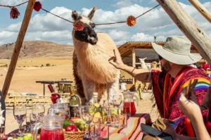 Viajera dando de comer a una llama durante el picnic en Maras, Valle Sagrado