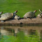 Tortugas taricaya tomando sol en un tronco del lago